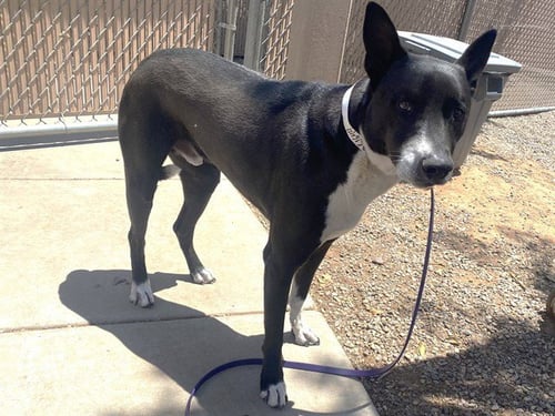 GHOST - Border Collie available for adoption