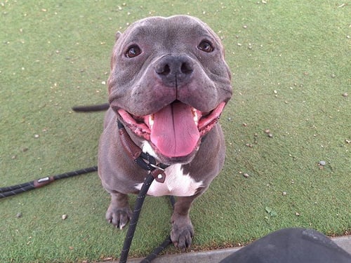 GUMBALL - American Pit Bull Terrier available for adoption