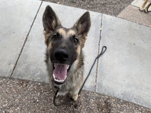PEONY - German Shepherd Dog available for adoption