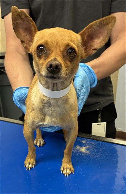 CELINA - Chihuahua available for adoption
