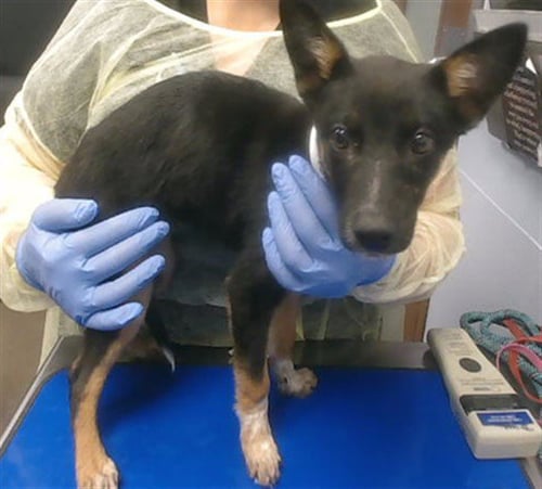 MERBELLE - Queensland Heeler available for adoption