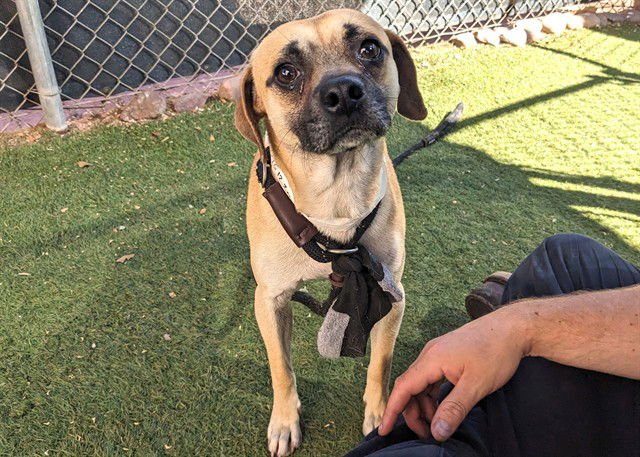 SALAMI - Chihuahua / Pug available for adoption