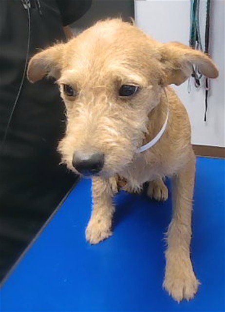KARAT - Irish Terrier / Border Terrier available for adoption
