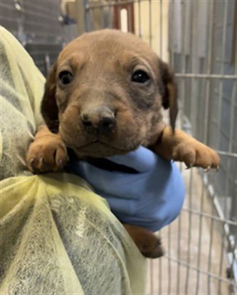 ZAZU - Dachshund / Doberman Pinscher available for adoption