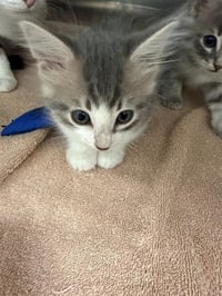 ARLO - Photo 1