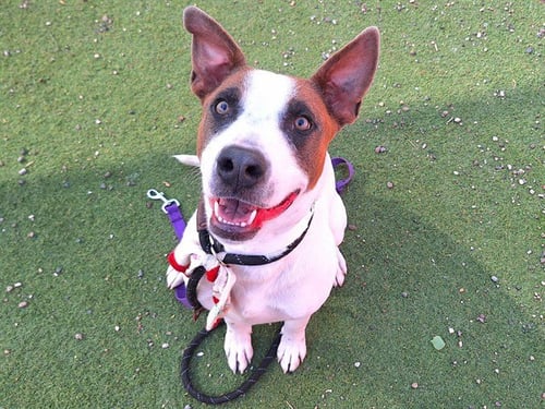 RICE - American Pit Bull Terrier available for adoption
