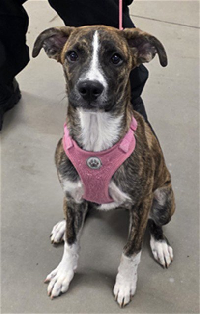 INDY Image