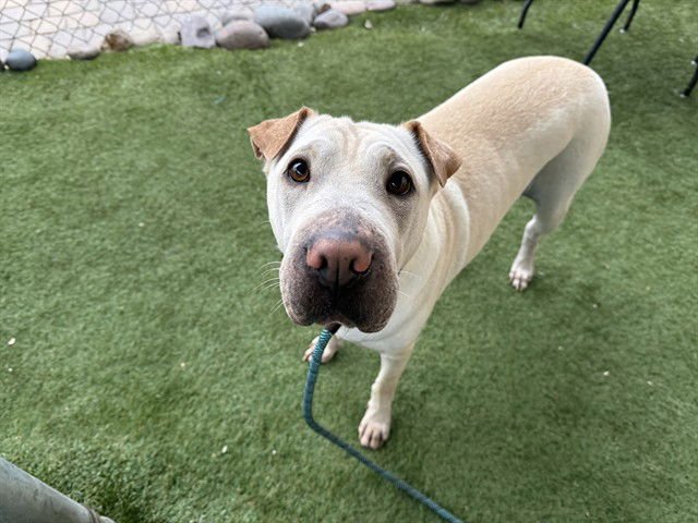 DAN DAN - Chinese Shar-Pei available for adoption