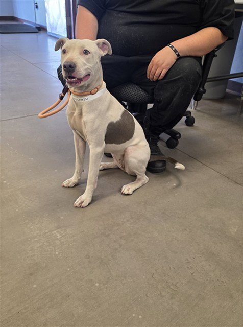 GRACIE - American Pit Bull Terrier available for adoption