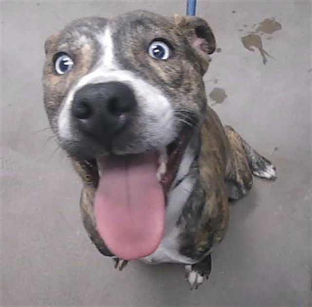 STRAWBERRY - American Pit Bull Terrier available for adoption