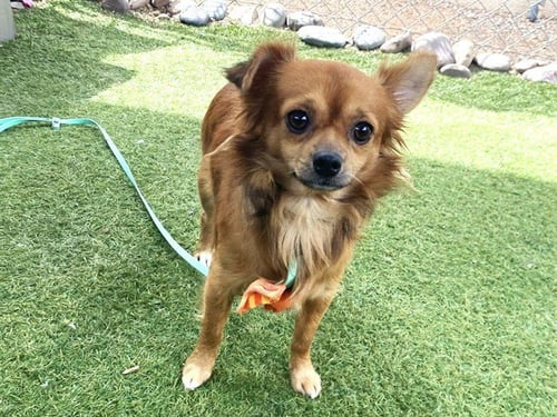 GIZMO - Pomeranian available for adoption