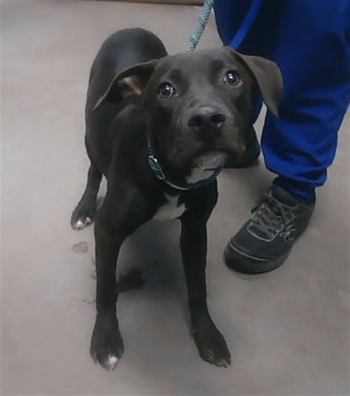 MARISOL - Labrador Retriever / American Pit Bull Terrier available for adoption