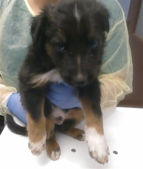 ATTILA - German Shepherd Dog available for adoption
