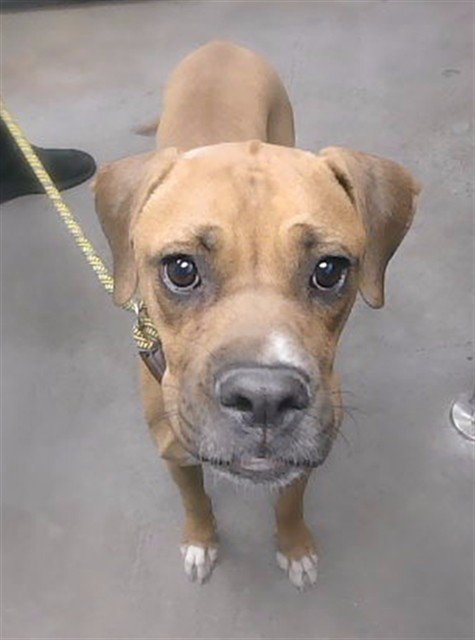 PAMELA - Boxer available for adoption