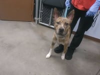 PETE - Photo 1