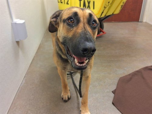 COCONUT - German Shepherd Dog available for adoption