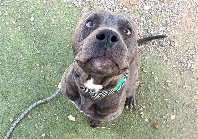 WEASLEY - American Pit Bull Terrier available for adoption