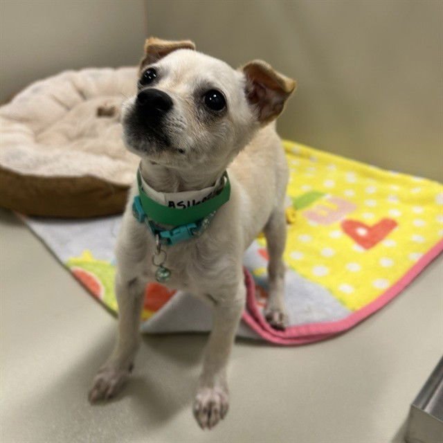 SHKWOMP - Chihuahua available for adoption