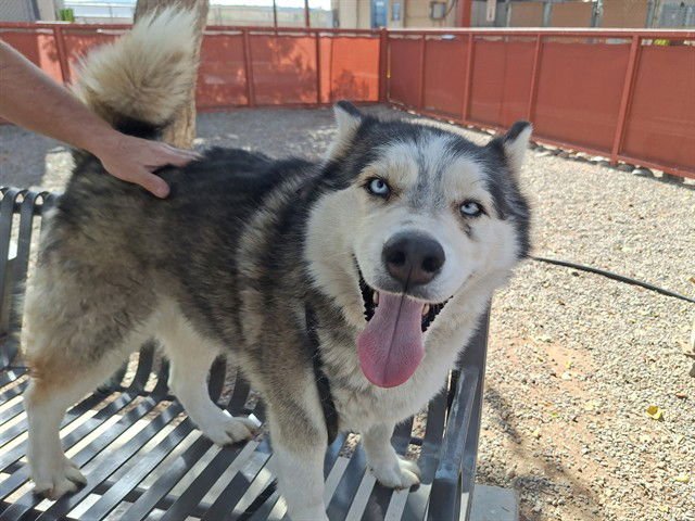 BABY - Siberian Husky available for adoption