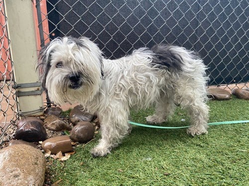 BENSON - Lhasa Apso available for adoption