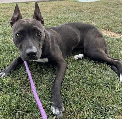 DELILAH - American Staffordshire Terrier available for adoption