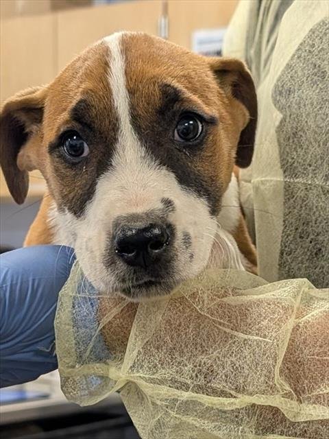 PEPPER - American Pit Bull Terrier available for adoption