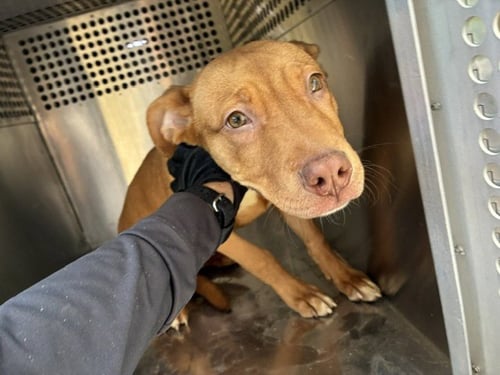 WOWZA - American Pit Bull Terrier available for adoption
