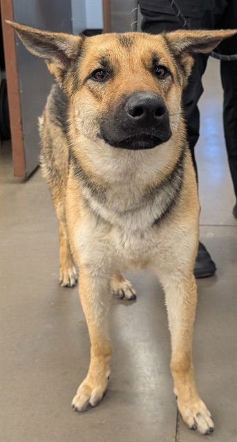WINONA - German Shepherd Dog available for adoption