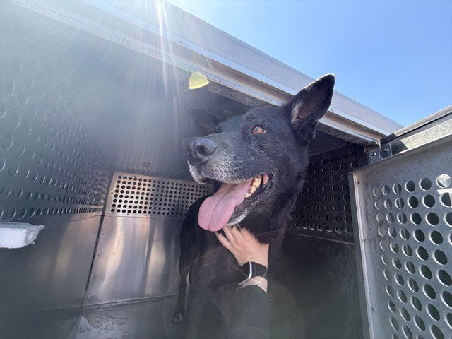 JOSIE Image