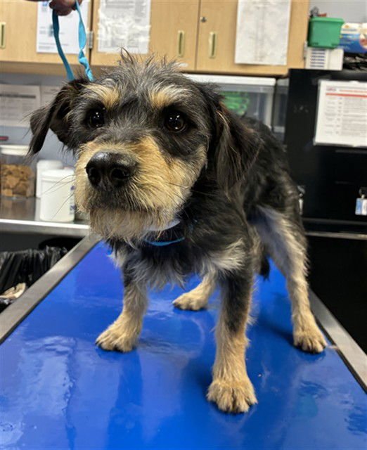 WILLIAMS - Cairn Terrier available for adoption