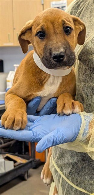 CARROT - German Shepherd Dog available for adoption