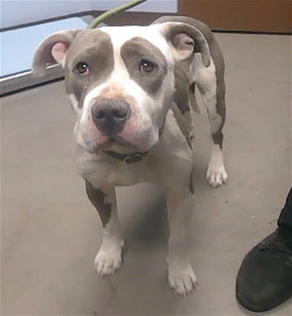 BIG RED - American Pit Bull Terrier available for adoption