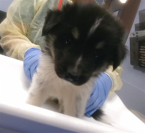 ZANAY - Australian Shepherd available for adoption