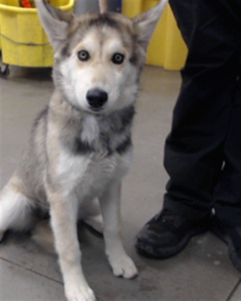 ASTRID - Siberian Husky available for adoption