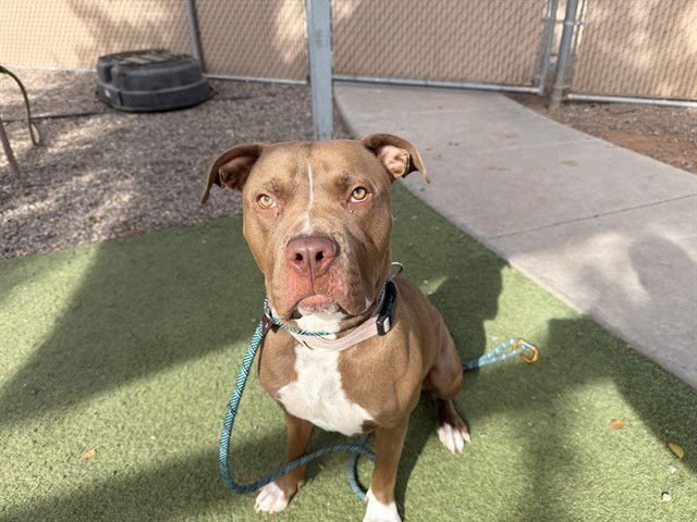 PANINI - American Pit Bull Terrier available for adoption