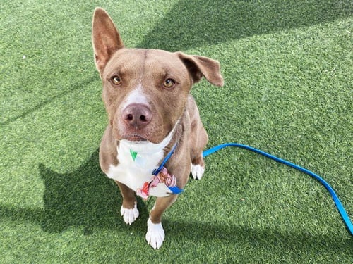 JEDI - American Pit Bull Terrier / Siberian Husky available for adoption