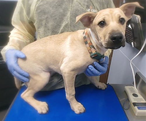 NOCO - American Pit Bull Terrier available for adoption