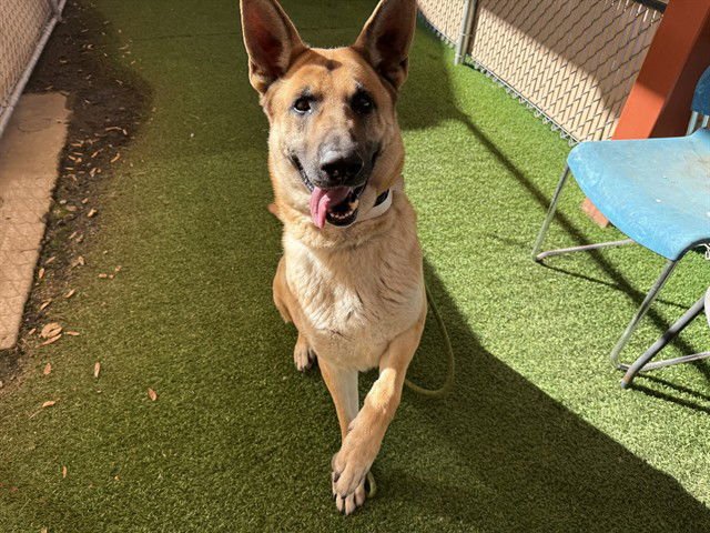 SMOKEY - German Shepherd Dog available for adoption