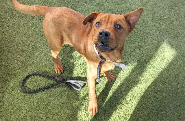 APPLE - Chow Chow available for adoption