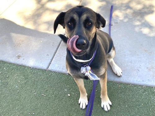 SCARLET - German Shepherd Dog available for adoption