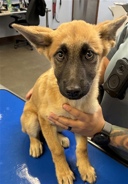 CIRI - German Shepherd Dog available for adoption