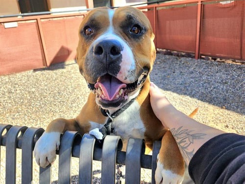 ARWEN - Staffordshire Bull Terrier available for adoption