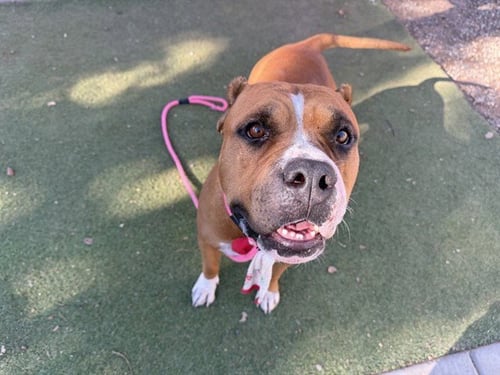 ARWEN - Staffordshire Bull Terrier available for adoption