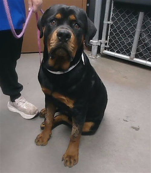 MACK - Rottweiler available for adoption