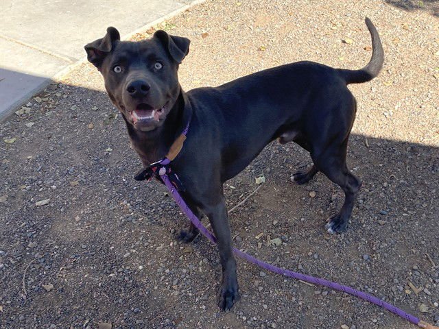 EATON - Blue Lacy available for adoption