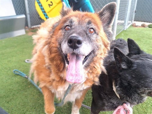 TILDA - German Shepherd Dog available for adoption