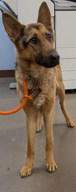 PEACHES - German Shepherd Dog available for adoption