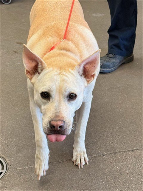 SNOWFLAKE - American Pit Bull Terrier available for adoption