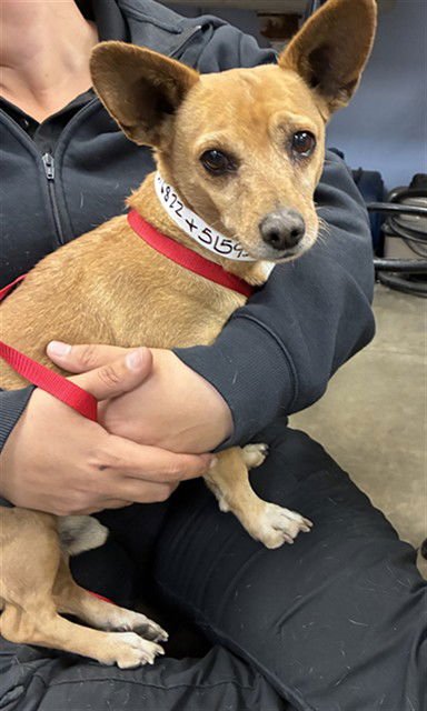 GRAVY - Chihuahua available for adoption