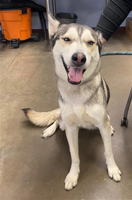 ANGEL - Siberian Husky available for adoption